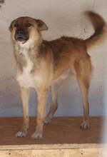 PLUTO, Hund, Mischlingshund in Rumänien - Bild 4