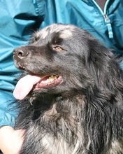 PICASSO, Hund, Mischlingshund in Italien - Bild 1