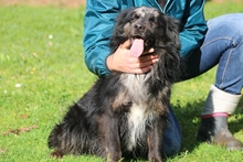 PICASSO, Hund, Mischlingshund in Italien - Bild 2