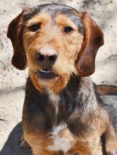 CANELO, Hund, Mischlingshund in Mülheim - Bild 15