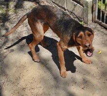 CANELO, Hund, Mischlingshund in Mülheim - Bild 16