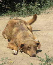 AMBA, Hund, Mischlingshund in Detmold - Bild 11