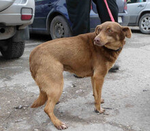 AMBA, Hund, Mischlingshund in Detmold - Bild 3