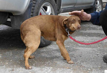 AMBA, Hund, Mischlingshund in Detmold - Bild 4