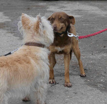 AMBA, Hund, Mischlingshund in Detmold - Bild 5