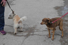 AMBA, Hund, Mischlingshund in Detmold - Bild 6