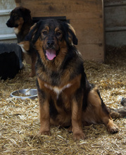 BRANDON, Hund, Mischlingshund in Kroatien - Bild 3