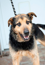 HERNAD, Hund, Mischlingshund in Ungarn - Bild 1