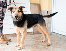 HERNAD, Hund, Mischlingshund in Ungarn - Bild 2
