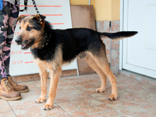 HERNAD, Hund, Mischlingshund in Ungarn - Bild 3