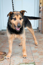 HERNAD, Hund, Mischlingshund in Ungarn - Bild 4