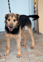 HERNAD, Hund, Mischlingshund in Ungarn - Bild 5