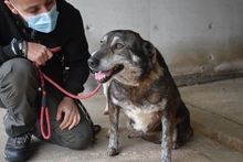 RICHELLE, Hund, Mischlingshund in Italien - Bild 3
