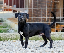 ROGER, Hund, Mischlingshund in Ungarn - Bild 2