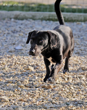 ROGER, Hund, Mischlingshund in Ungarn - Bild 3
