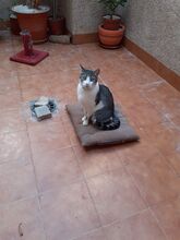 BILBO, Katze, Europäisch Kurzhaar in Spanien - Bild 6
