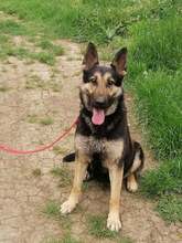 Tierheim-Hunde suchen und finden