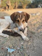 KARMEN, Hund, Mischlingshund in Griechenland - Bild 2