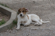 KARMEN, Hund, Mischlingshund in Griechenland - Bild 4
