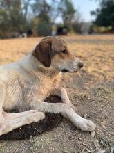 KARMEN, Hund, Mischlingshund in Griechenland - Bild 7