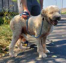 TERI, Hund, Mischlingshund in Ungarn - Bild 13