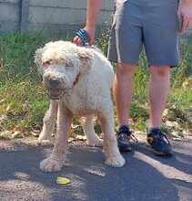TERI, Hund, Mischlingshund in Ungarn - Bild 14