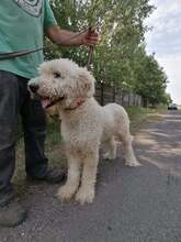 TERI, Hund, Mischlingshund in Ungarn - Bild 6