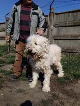 TERI, Hund, Mischlingshund in Ungarn - Bild 9