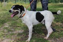 TRAVIS, Hund, Mischlingshund in Raesfeld - Bild 2