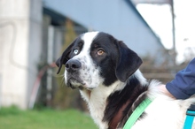 BALTO, Hund, Mischlingshund in Hemmoor - Bild 4