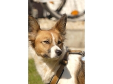 ARIA, Hund, Mischlingshund in Effeltrich - Bild 6