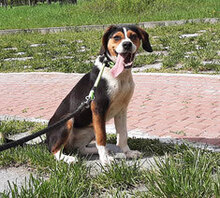 BOGA, Hund, Mischlingshund in Gemünden - Bild 3