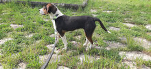 BOGA, Hund, Mischlingshund in Gemünden - Bild 5