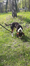BOGA, Hund, Mischlingshund in Gemünden - Bild 7