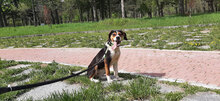 BOGA, Hund, Mischlingshund in Gemünden - Bild 9