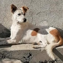 LAYLA, Hund, Mischlingshund in Bulgarien - Bild 1