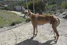ROGER, Hund, Greyhound in Spanien - Bild 10
