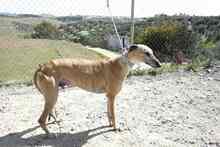 ROGER, Hund, Greyhound in Spanien - Bild 2