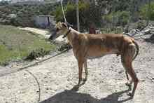 ROGER, Hund, Greyhound in Spanien - Bild 3