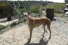ROGER, Hund, Greyhound in Spanien - Bild 4