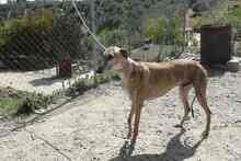 ROGER, Hund, Greyhound in Spanien - Bild 6