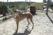 ROGER, Hund, Greyhound in Spanien - Bild 7