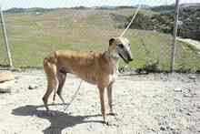 ROGER, Hund, Greyhound in Spanien - Bild 9