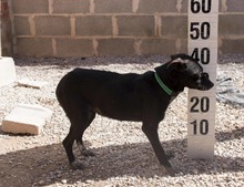 SOFI, Hund, Mischlingshund in Spanien - Bild 3