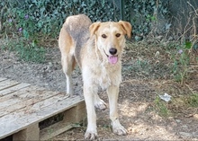 PIPER, Hund, Mischlingshund in Italien - Bild 1
