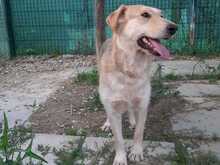 PIPER, Hund, Mischlingshund in Italien - Bild 8