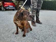 ASIA, Hund, Segugio Maremmano in Italien - Bild 5