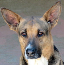 GENEVA, Hund, Deutscher Schäferhund-Mix in Zypern - Bild 1