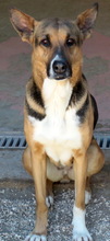 GENEVA, Hund, Deutscher Schäferhund-Mix in Zypern - Bild 2