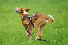BOOMER, Hund, Podenco Andaluz in Golmbach - Bild 14